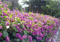 ����÷_ֲ���OӋ