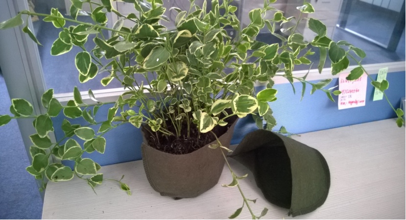 ����ʽֲ�