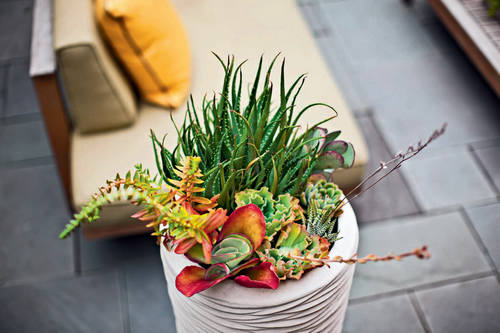 ������ֲ������