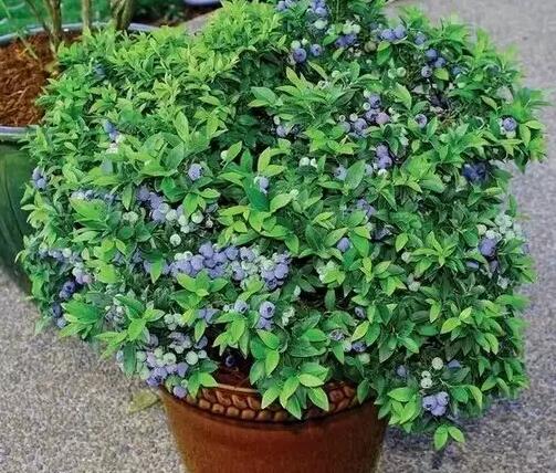 �q��(sh��)ï�ܵ�ֲ��